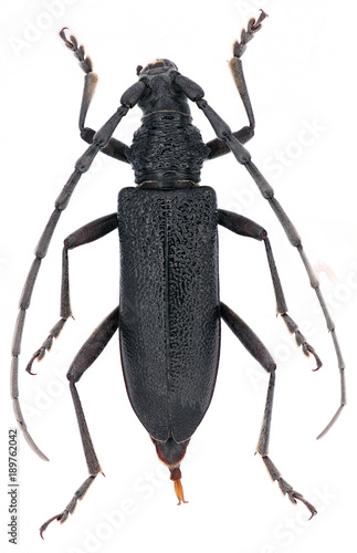 capricorn beetle Cerambyx scopolii female from family Cerambycidae on a white background