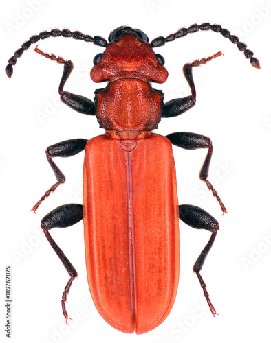 Cucujus cinnaberinus is a species of beetles in the family Cucujidae threatened species in Europe © Tomasz