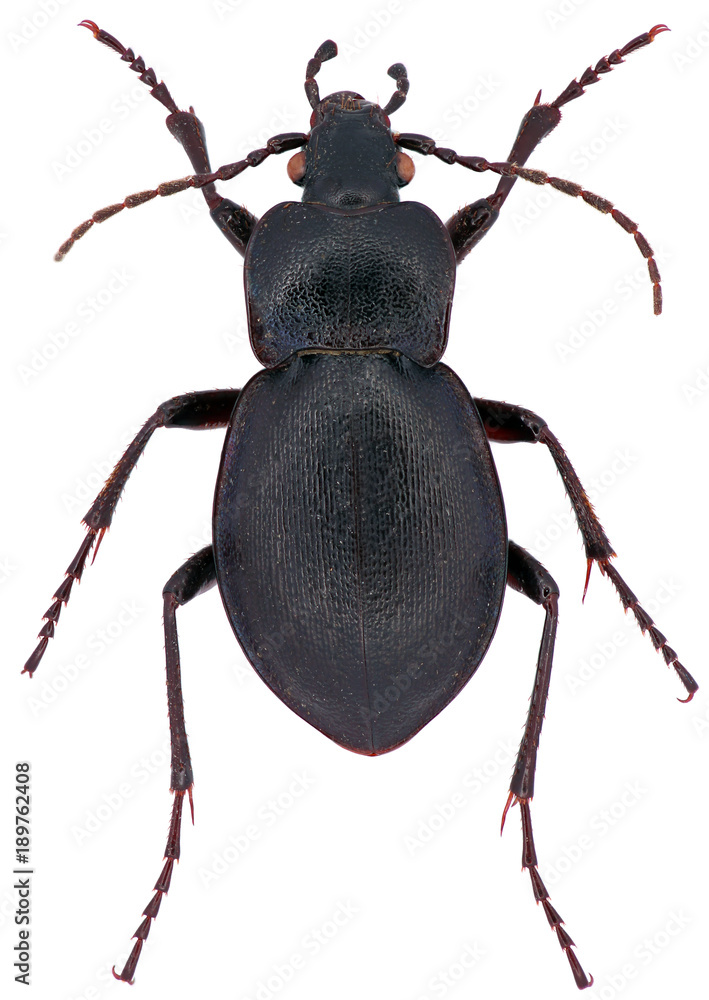 Carabus convexus is a member of a ground beetle family Carabidae, on a white background Carabus convexus is a member of a ground beetle family Carabidae, on a white background