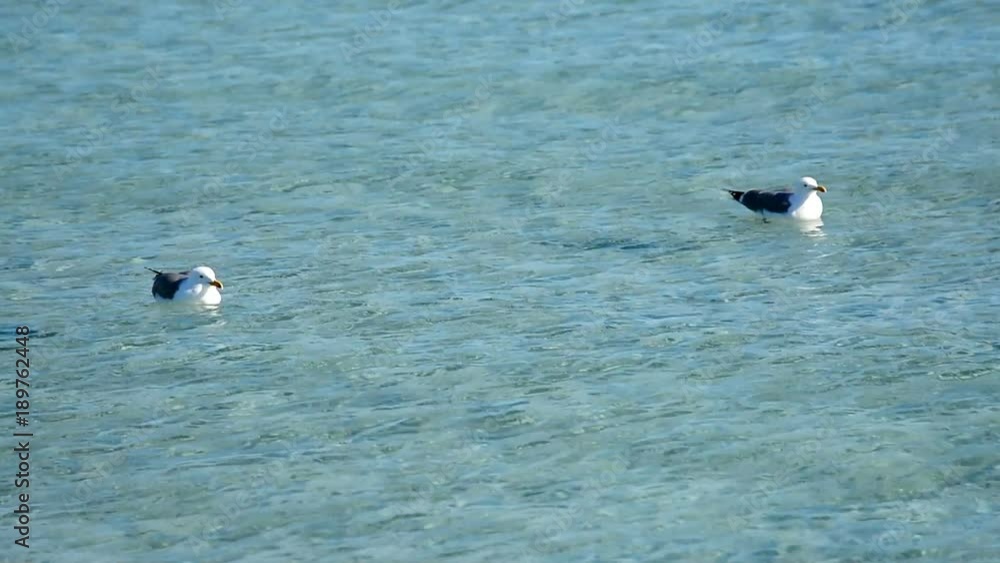Two seagulls floating in Stintino sea, Sardinia Two seagulls floating in Stintino sea, Sardinia