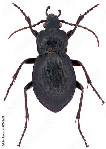 Carabus convexus is a member of a ground beetle family Carabidae, on a white background