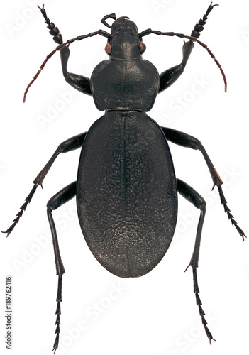 Carabus coriaceus is a member of a ground beetle family Carabidae, on a white background