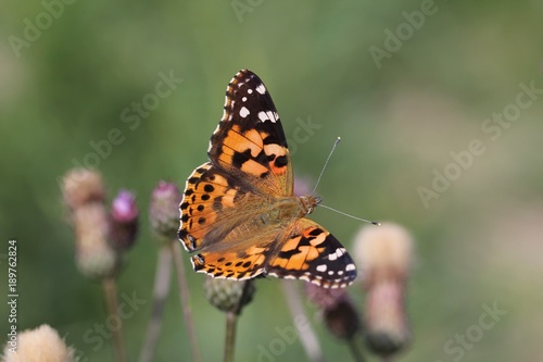 butterfly painted lady Vanessa cardui on flower