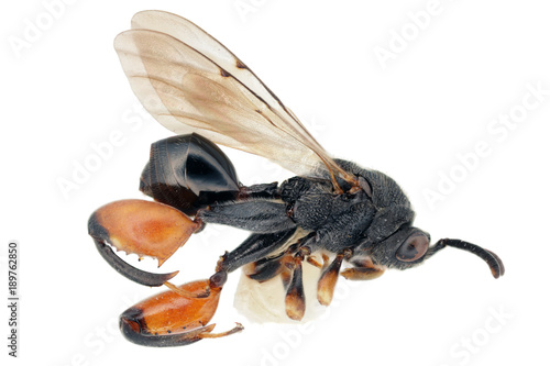 Chalcis sispes a parasitic wasp photo