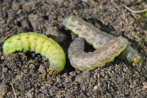 Caterpillars of Agrotis. A moths of the Noctuidae family. Pests of plants photo