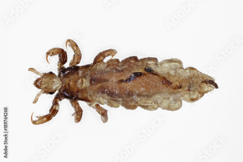 The body louse Pediculus humanus isolated on a white background