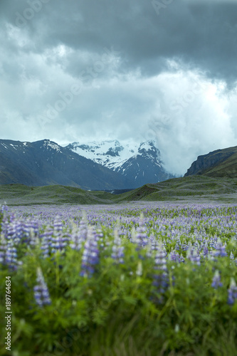 Icelandic Lupines (Backfocused) © Matt
