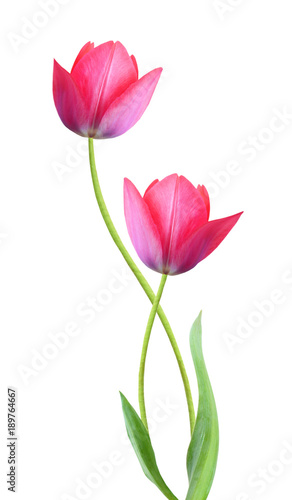 Two tulip flowers isolated on white background