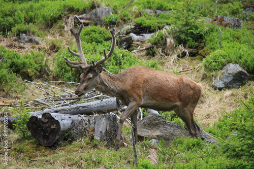 Portrait of Red Deer in forest. National Park Sumava  Czech Republic.