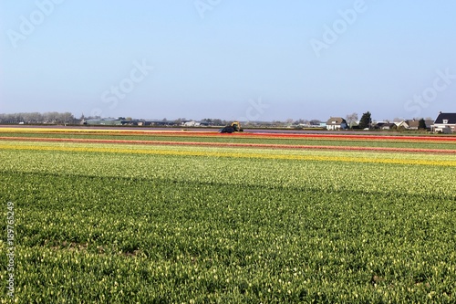 Diagonal rows of colorful tulips in red and pink in a landscape with a flower field in the background near Amsterdam in the Netherlands in spring.