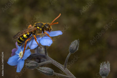 Nomada cuckoo-bee on a forget-me-not flower