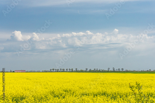 Closeup of rape field, flowering rapeseed. Blooming field on a hot summer day. Bright Yellow Rape Oil.