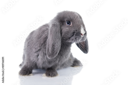 Mini lop eared rabbit isolated on white
