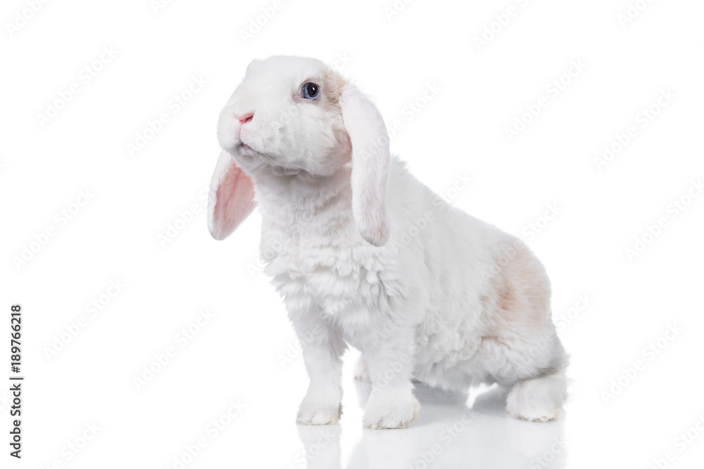 Fototapeta premium Mini lop eared rex rabbit isolated on white