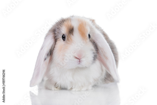 Mini lop eared satin rabbit isolated on white