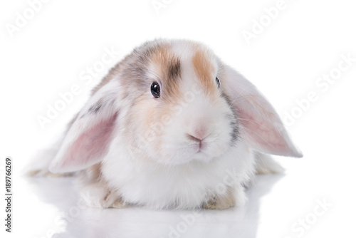 Mini lop eared satin rabbit isolated on white