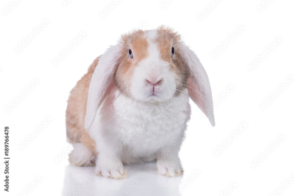 Obraz Mini lop eared rex rabbit isolated on white