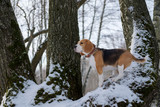Beagle dog climbed the tree in the winter forest