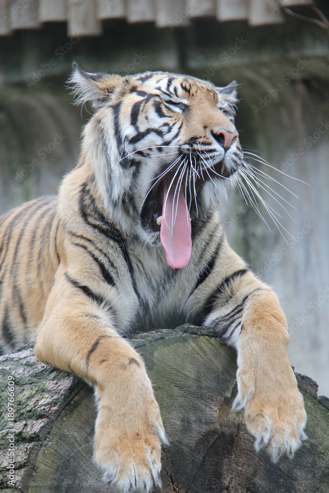 Fototapeta premium Yawning Sumatran Tiger resting on the log.