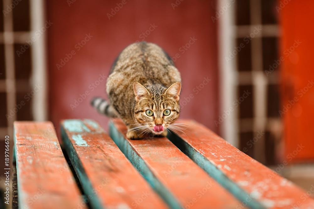 Кошка сидит на скамье Stock-Foto | Adobe Stock