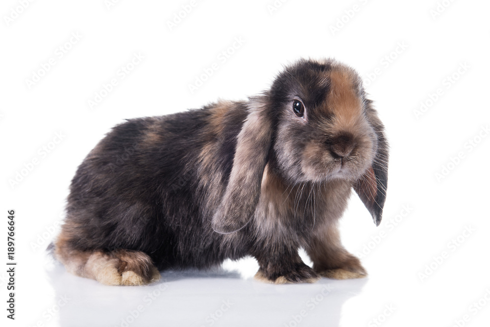 Little funny lop eared rabbit isolated on white Little funny lop eared rabbit isolated on white