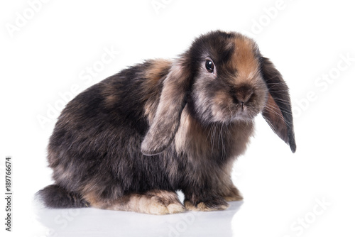 Little funny lop eared rabbit isolated on white