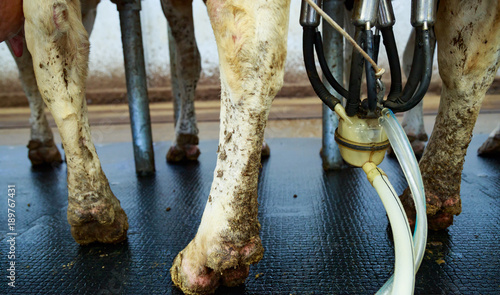 Schilderij op canvas close-up of an automatic milking machine attached to the udders of a dairy cow