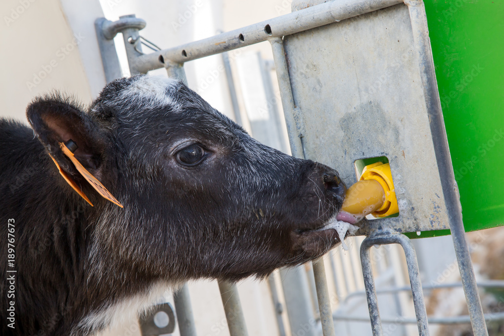 Φωτογραφία new calf born suckling a baby bottle of milk in weaning stables