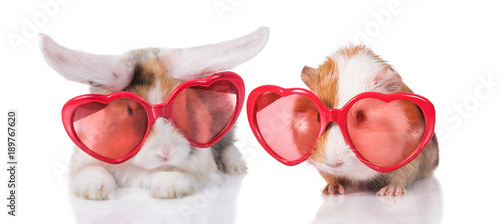 Funny lop eared rabbit with guinea pig wearing heart shaped glasses, isolated on white