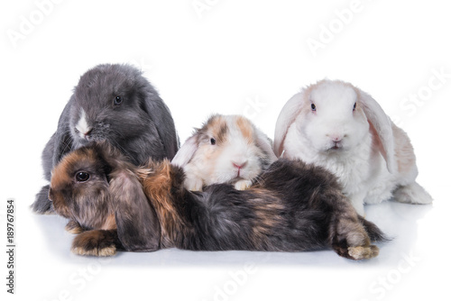 Four lop eared rabbits isolated on white