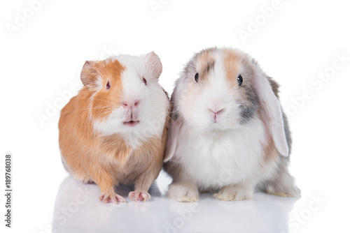 Little rabbit with guinea pig isolated on white