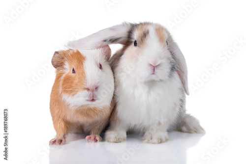 Funny rabbit with guinea pig isolated on white