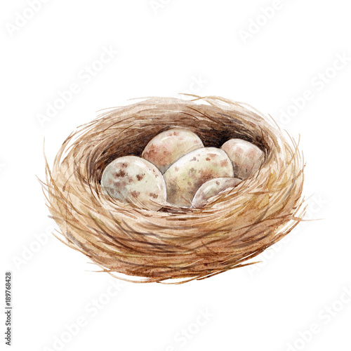 Watercolor bird nest with eggs