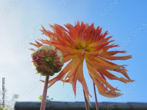 Fototapeta Naklejka Na Ścianę i Meble -  Dahlie erfrischend unter blauen Himmel...