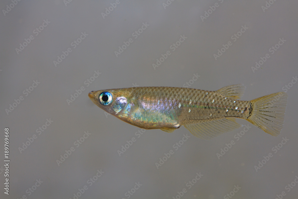 キタノメダカ Stock 写真 Adobe Stock キタノメダカ Stock 写真 Adobe Stock