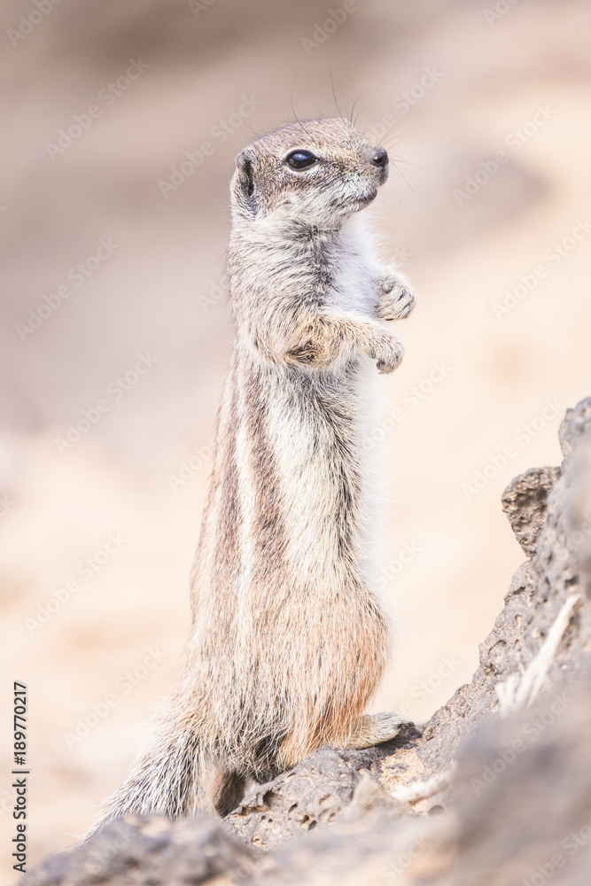 Fototapeta premium stand up squirrel looking for something