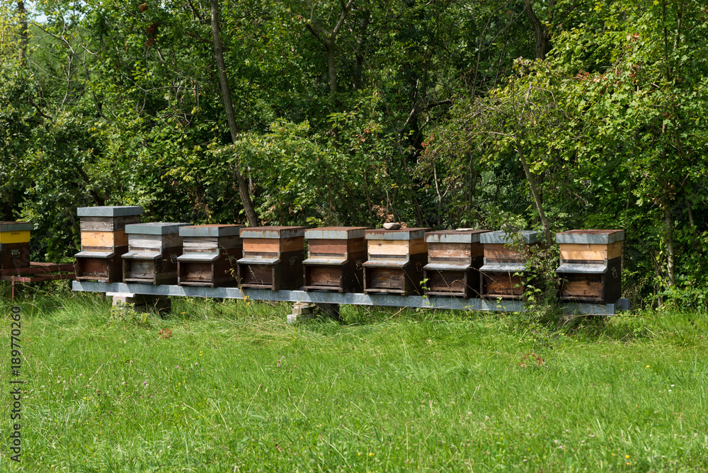 Row of honey in the meadow
