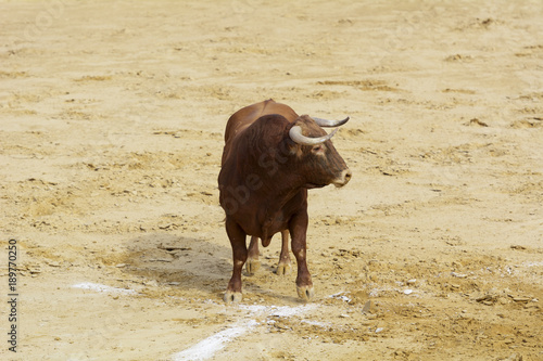Toro bravo en la arena de una plaza de toros. España