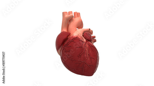 Attacco di cuore, Anatomia, Cuore, illustrazione 3d, medicina, ospedale photo