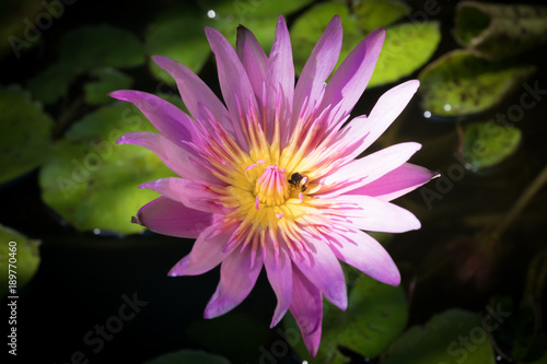 Pink Lotus Flower, Lotus flower is water plant, Pink lotus flower and leaf, Blossom and leaves in pond.