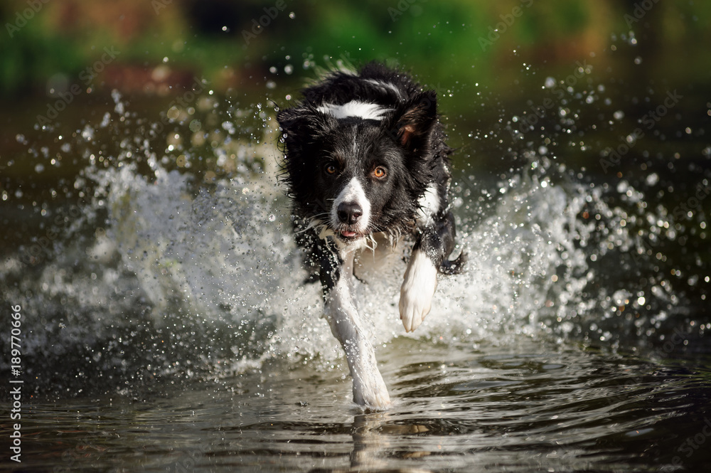 Border collie running in the water Border collie running in the water
