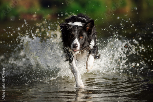 Canvas Print Border collie running in the water