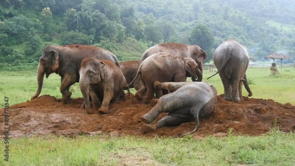Small herd of elephants playing in mud Small herd of elephants playing in mud