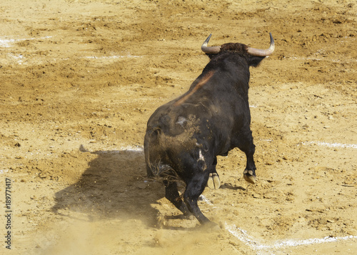 Toro bravo en la arena de una plaza de toros. España