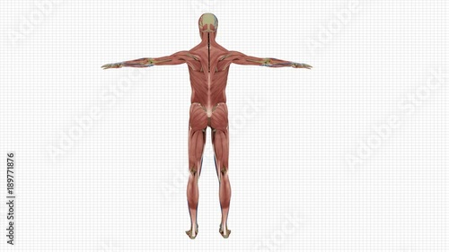 muscular, system, anatomy, muscle, human, body, man, 3d, male, medical, medicine, science, isolated, anatomical, biology, illustration, health, people, healthy, muscles, education, pose, person, fitne