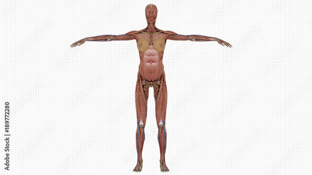 Muscular System X-ray Woman 3D Animation Loop Muscular System X-ray Woman 3D Animation Loop
