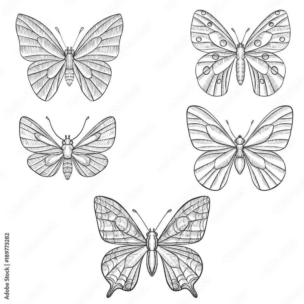 Naklejka vector set of butterflies