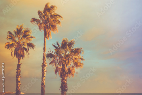 Palm Trees at Seashore Dramatic Beautiful Blue Pink Peachy Sky at Sunset. Pastel Colors Flare 60s Vintage Toning.Calm Sea Horizon. Tropical Vacation Traveling Asia Caribbean Mediterranean. Copy Space