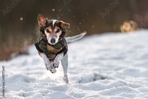 small dog runs over a meadow in the snow in winter and wears a warm coat - Cute Jack Russell Terrier hound, 11 years old, hair type smoot
