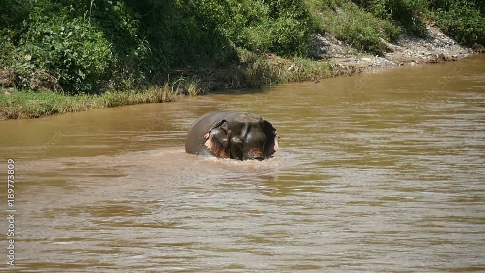Single Indian elephant bathing in fast flowing river Single Indian elephant bathing in fast flowing river